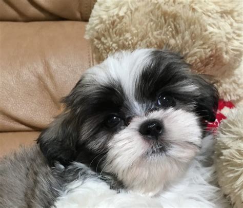 maltese shih tzu sale|maltese shih tzu mix puppies for sale near me.